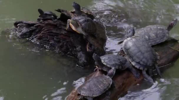 Planificarea Liniei Mai Multe Broaște Țestoase Care Așează Iaz Jurnal — Videoclip de stoc