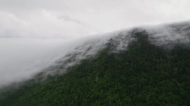 Sis örtüsü Hokkaido yazında dağdan aşağı yuvarlanırken yeşil ormanın üzerinde uçuyordu. Yüksek kalite 4k görüntü