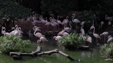 Kowloon Park 'taki gölette ağır çekimde pembe flamingo sürüsü. Yüksek kalite 4k görüntü