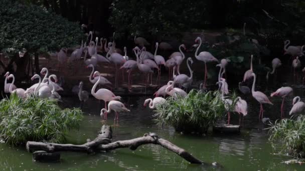 Hejno Růžových Plameňáků Jezírku Kowloon Parku Zpomaleně Vysoce Kvalitní Záběry — Stock video