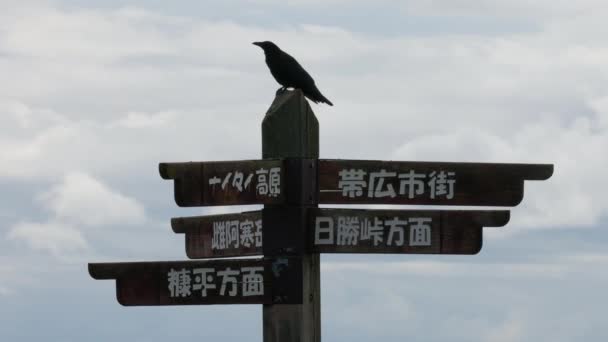 Cawing Corvo Nero Appollaiato Segno Legno Hokkaido Giappone Filmati Alta — Video Stock