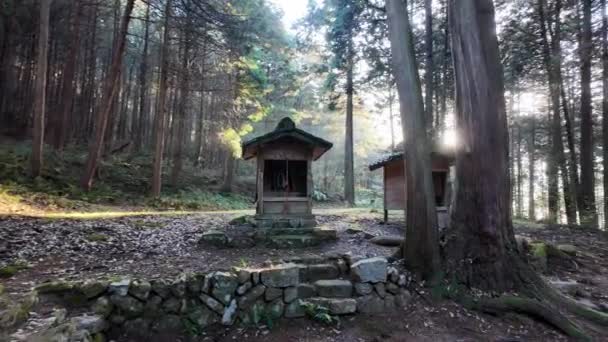 Parlak Güneş Işığı Ormandaki Küçük Tapınakların Üzerinde Parlıyor Yüksek Kalite — Stok video