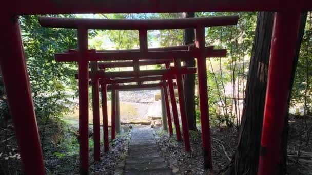 Спускаясь Лестнице Красными Воротами Тори Лесном Храме Японии Высококачественные Кадры — стоковое видео