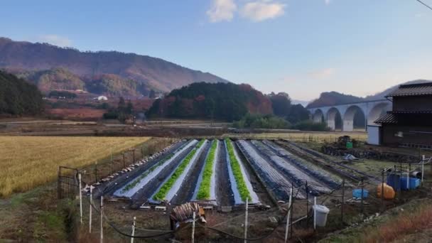 Caminando Por Filas Verduras Verdes Por Casa Campo Japón Rural — Vídeos de Stock