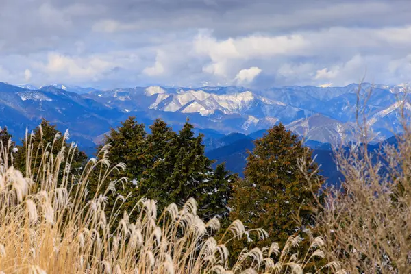 Rumput Kering Pohon Dan Pemandangan Pegunungan Bersalju Pada Hari Musim Stok Gambar Bebas Royalti