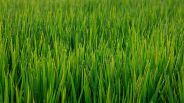 Hasattan önce tarlada yeşil çimen ve pirinç yaprakları. Yüksek kalite fotoğraf