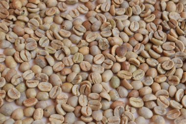 Unripe coffee beans, background with coffee beans.