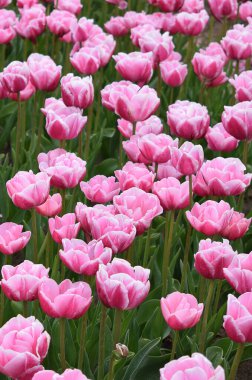 Güzel pembe laleleri olan bir tarla. Yüksek kalite fotoğraf