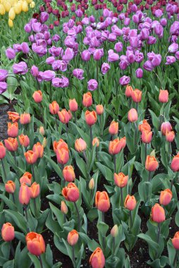Güzel kırmızı laleleri olan bir tarla. Yüksek kalite fotoğraf
