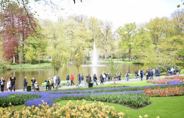 Keukenhof Hollande, en büyük lale parkı. Yüksek kalite fotoğraf