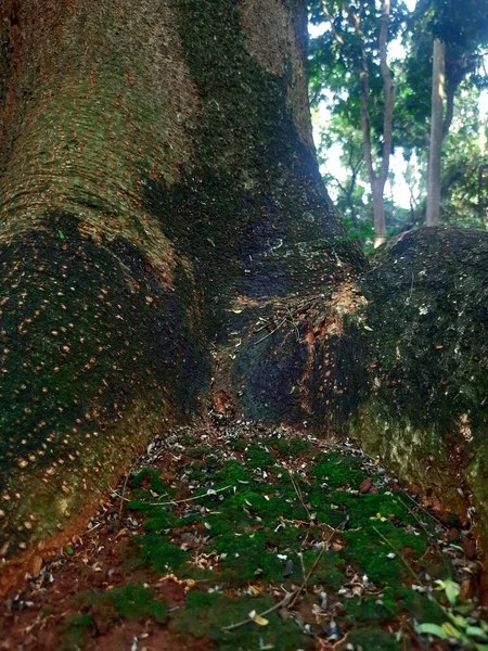 Όμορφο Τοπίο Δέντρα Στο Δάσος Χλωρίδα Και Φύλλωμα — Φωτογραφία Αρχείου