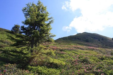 Avusturya dağlarında, Alpbach bölgesinde yürüyüş yapmak.