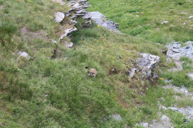 Avusturya 'nın dağlarının manzaraları..