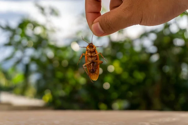 Primer Plano Mano Sosteniendo Cucaracha Muerta Con Fondo Borroso —  Fotos de Stock