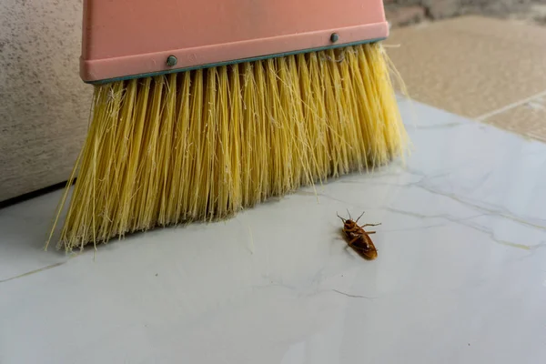 Nahaufnahme Toter Kakerlaken Und Plastikbesen Auf Dem Boden Stockbild