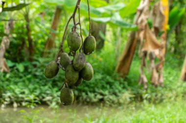 Ağaçta ambarella meyvesi (spondias dulcis) yakın çekim.