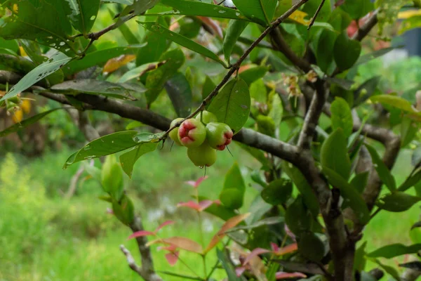 Zbliżenie Owoców Dzwonu Syzygium Aqueum Znanych Również Jako Jabłko Wodne — Zdjęcie stockowe