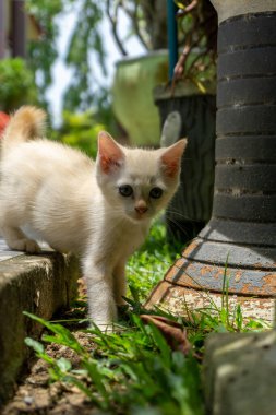 Bahçede oynayan küçük beyaz bir kedi. Sevimli beyaz kedi yavrusu görünümlü