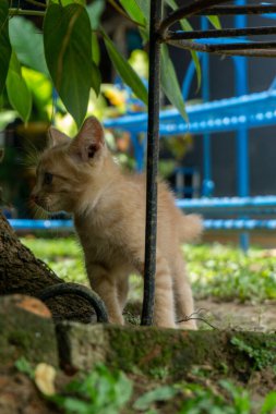 Turuncu küçük kedi sabah dışarıda oynuyor. Kedi yavrusu bahçede oynuyor.