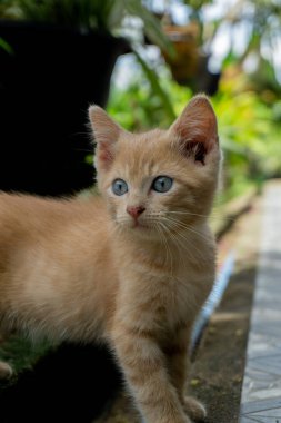 Turuncu küçük kedi sabah dışarıda oynuyor. Kedi yavrusu bahçede oynuyor.