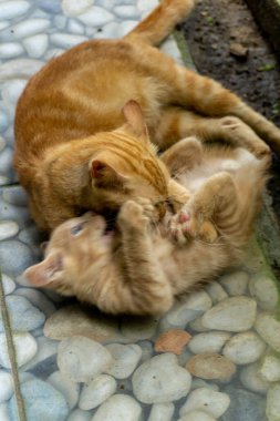 İki farklı kedi oynuyor ve dışarıda koşuyor. beyaz ve turuncu kedi yavrusu