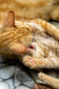 İki farklı kedi oynuyor ve dışarıda koşuyor. beyaz ve turuncu kedi yavrusu