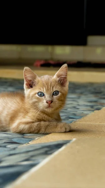 Turuncu küçük kedi sabah dışarıda oynuyor. Kedi yavrusu bahçede oynuyor.