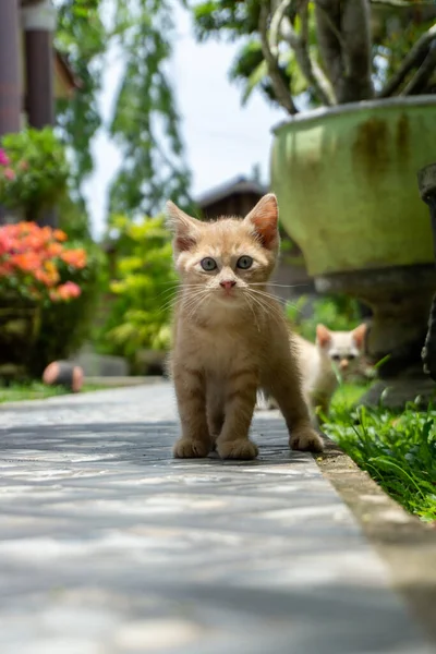 Turuncu küçük kedi sabah dışarıda oynuyor. Kedi yavrusu bahçede oynuyor.