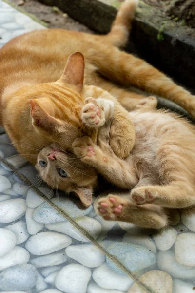 İki farklı kedi oynuyor ve dışarıda koşuyor. beyaz ve turuncu kedi yavrusu