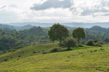 Beautiful landscape view of mountain with forest background. Close up of trees on the top of the hill. Green hills and trees at aceh besar, Indonesia.