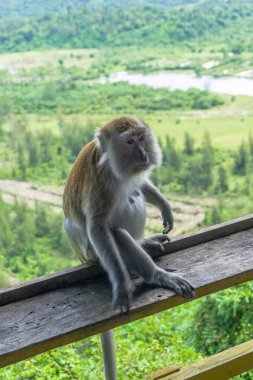Uzun kuyruklu maymunun anası. Güneydoğu Asya primatı