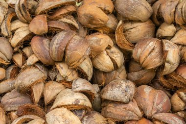 Bir demet çiğ hindistan cevizi. Kuru hindistan cevizi kabuğu ve lifini kapat