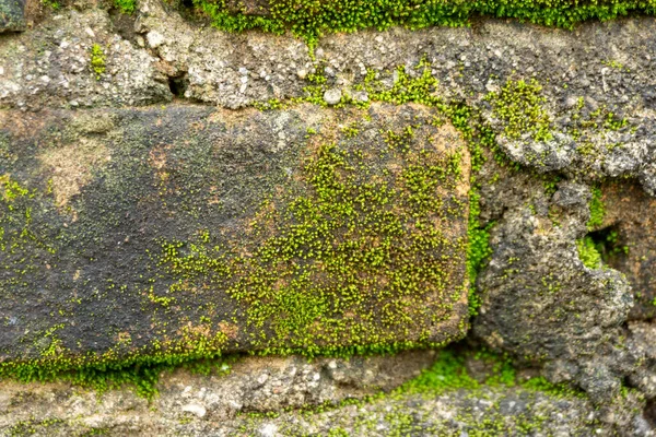Old Brickwall Texture Covered Green Moss Close Green Moss Grown — Stock Photo, Image