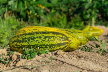 Timun Suri ya da salatalık meyvesi. Endonezya 'daki popüler meyvelerin tadı yumuşak ve taze. Salatalık topluyorum.