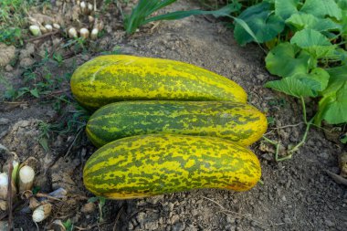 Timun Suri ya da salatalık meyvesi. Endonezya 'daki popüler meyvelerin tadı yumuşak ve taze. Salatalık topluyorum.