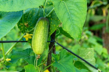 Taze salatalık hasadı yetiştiriyorum. Olgun yeşil sebze