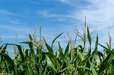 Mısır tarlasında çiçek açan mısır filizleri. Mavi gökyüzüne karşı mısır tarlası