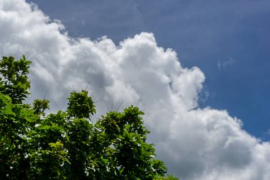 Güneşli bir günde ağaç beyaz bulutu ve mavi gökyüzü manzarası. Boşluğu ve metin alanını kopyala