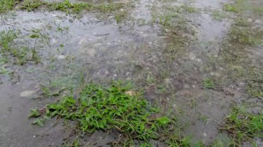 Çimlere ve toprağa yağmur damlaları. Yağmurlu gün ve aşırı hava