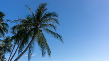Mavi gökyüzüne karşı Hindistan cevizi ağacının alçak açılı görüntüsü. Sahilde hindistan cevizi palmiyesi.