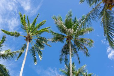 Mavi gökyüzüne karşı Hindistan cevizi ağacının alçak açılı görüntüsü. Sahilde hindistan cevizi palmiyesi.