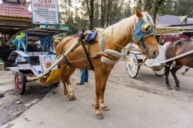 Berastagi, Endonezya - 29 Ekim 2023: Modaya uygun güneş gözlüğü takan at arabası. Şehir turu için fayton. Asya at arabası