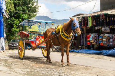 Berastagi, Endonezya - 29 Ekim 2023: Modaya uygun güneş gözlüğü takan at arabası. Şehir turu için fayton. Asya at arabası