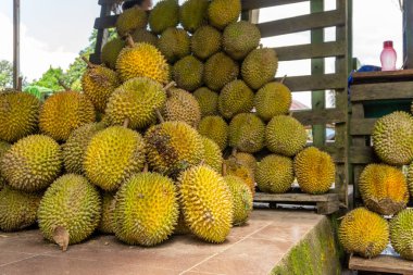 Taze Durian meyvesi. Yoğun aromalı Asya meyvesi. Yerel pazarda durian meyveleri grubu