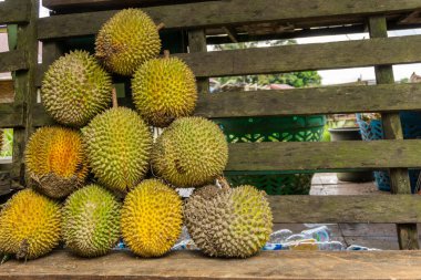 Taze Durian meyvesi. Yoğun aromalı Asya meyvesi. Yerel pazarda durian meyveleri grubu