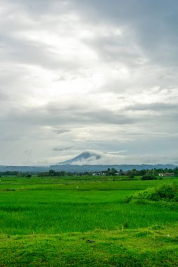Beautiful landscape view of green paddy rice field with a mountain in the background. Seulawah mountain view in Aceh Besar, Indonesia. clipart