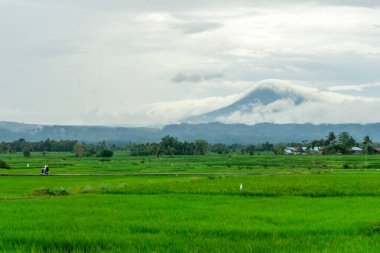 Arkasında dağ olan yeşil çeltik tarlası manzarası çok güzel. Aceh Besar, Endonezya 'daki Seulawah dağı manzarası.