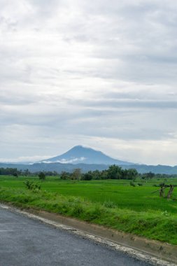 Arkasında dağ olan yeşil çeltik tarlası manzarası çok güzel. Aceh Besar, Endonezya 'daki Seulawah dağı manzarası.