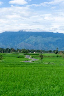 Arkasında dağ olan yeşil çeltik tarlası manzarası çok güzel. Aceh Besar, Endonezya 'daki Seulawah dağı manzarası.