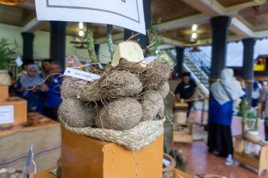 Dioskorea hispida, Aceh Kültür Haftası 'nda gösterilen bir tür soğan bitkisidir.. 